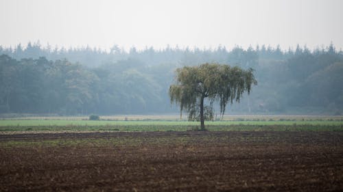 Free stock photo of agricultural land, alone, autumn