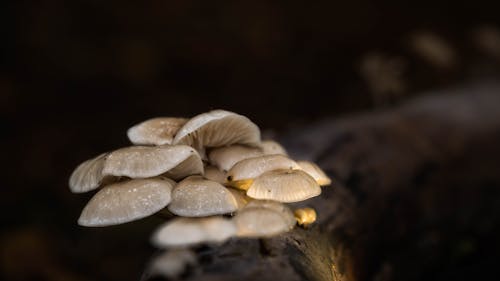 Free stock photo of autumn mood forest, dark, forest mushroom Stock Photo