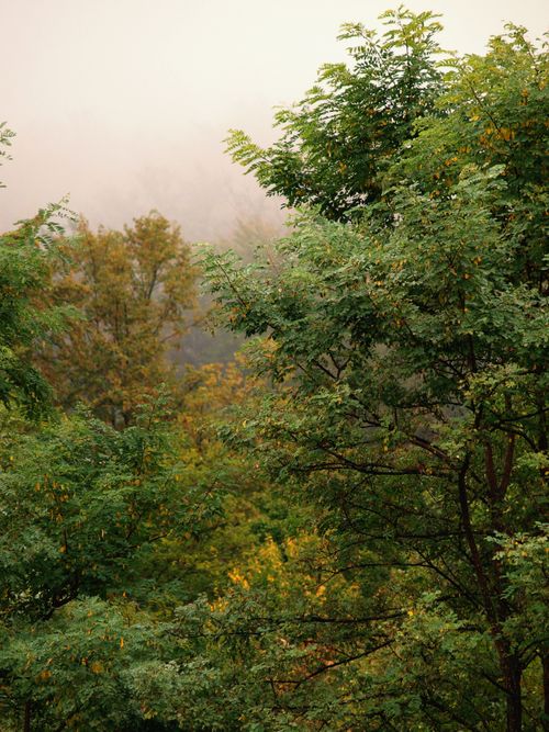Misty autumn forest — photo by Intens Media on Pexels