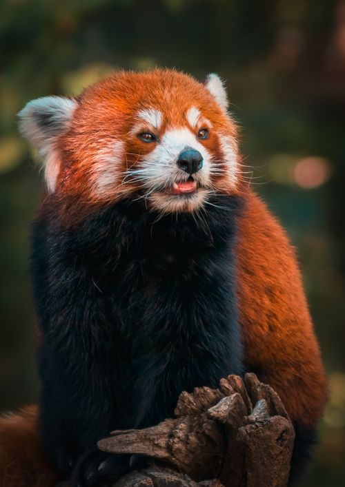 Free Close-up of a red panda perched on a tree branch, in its natural habitat. Stock Photo