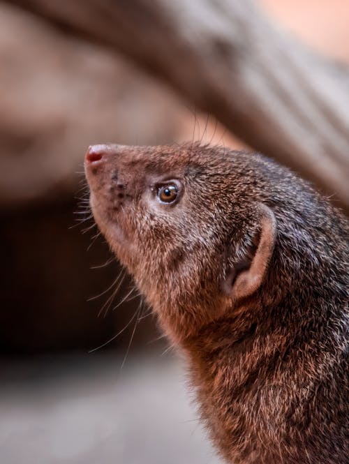 Portrait of a Mongoose
