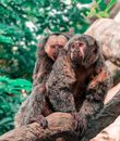 Brown and Black Monkey on Brown Tree Branch