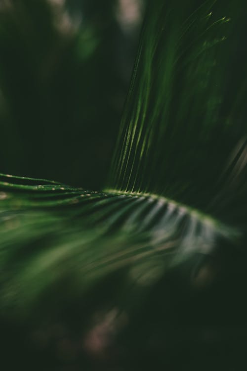 Close-Up Shot of Green Leaves