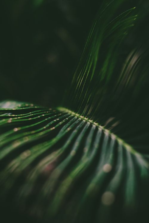 Free From above of green leaf of tropical plant with drops shining at bright light Stock Photo