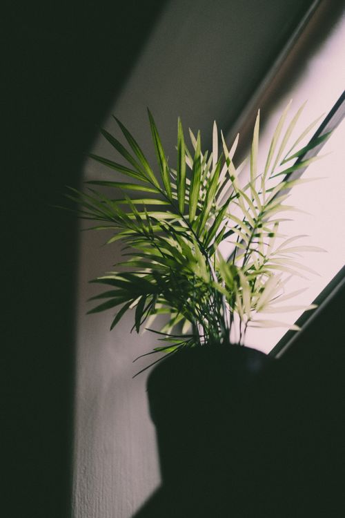 Free A vibrant potted palm plant bathed in soft indoor light, casting shadows. Stock Photo