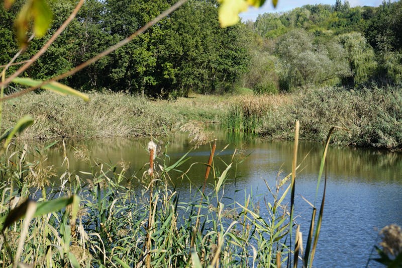 고품질 콜라겐 원료