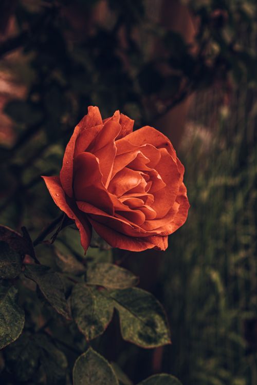 Free A stunning red rose in full bloom captured with artistic lighting, showcasing nature's beauty. Stock Photo
