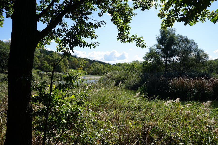 Illustrated grocery aisle with products arranged on shelves