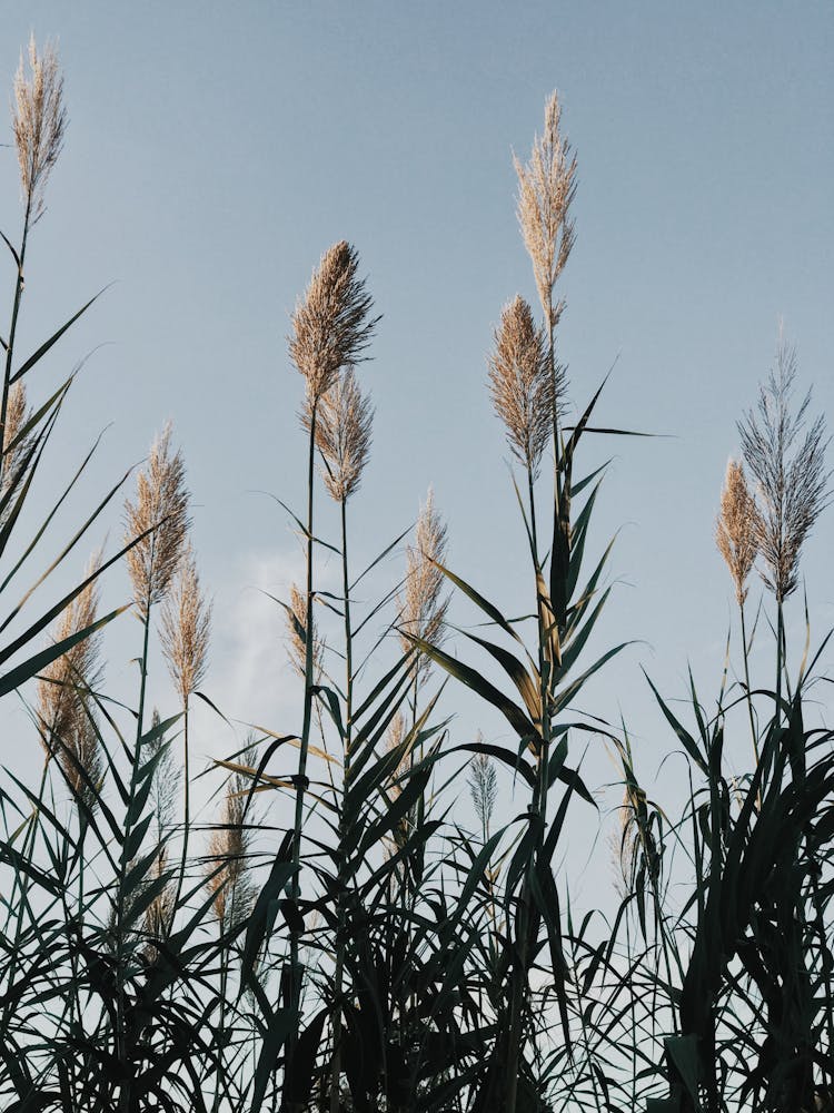 Common Reeds Growing In Nature