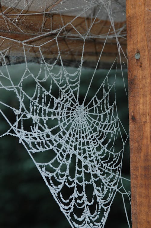 Close-Up Shot of a Spider Web on a Wooden Post