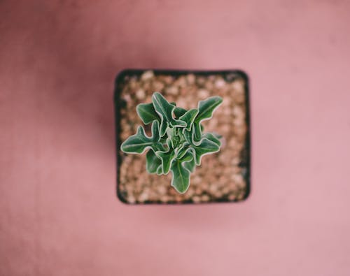 Free Top view selective focus of green succulent indoor plant growing in pot placed on pink surface Stock Photo