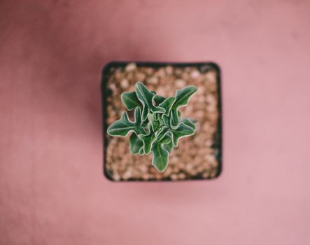 顶部视角下，一株绿色多汁的室内植物生长在花盆中，花盆置于粉色表面，画面采用了选择性对焦