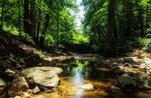 Free stock photo of creek, green, water