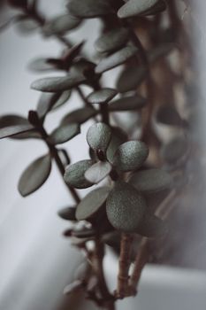 绿玉植物叶子的艺术特写，展现了纹理与细节