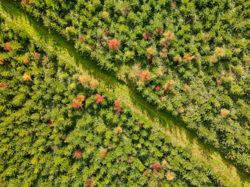 Fotobanka s bezplatnými fotkami na tému fotografia prírody, letecké snímkovanie, príroda