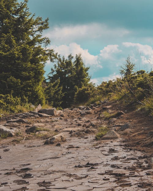 Green Trees on Brown Soil