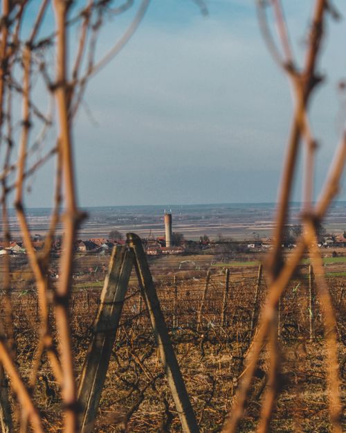 Free A serene vineyard landscape with a distant tower under a clear blue sky. Stock Photo