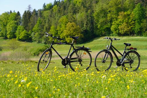 Free Two bicycles parked in a vibrant green field surrounded by blooming yellow flowers and lush trees. Stock Photo