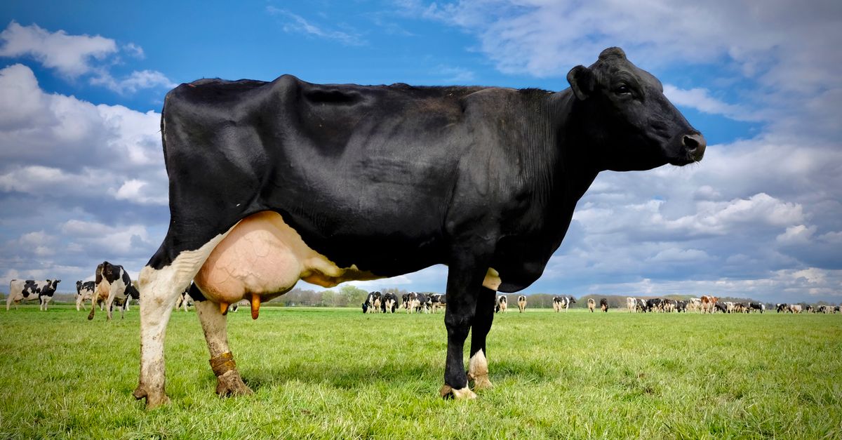Rethinking Dairy: New Research Challenges Low-Fat Recommendations