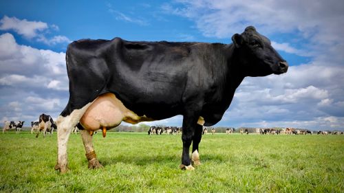 Free Large Holstein cow standing in a lush green field under a blue sky in Amersfoort, Netherlands. Stock Photo