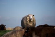 Brown and Gray Sheep on Green Grass
