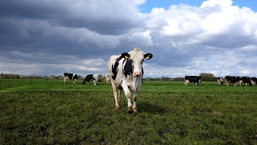動物攝影, 奶牛, 牛 的 免費圖庫相片