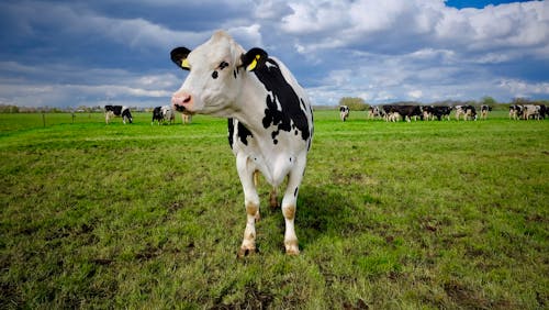 Cows on a Grassy Field