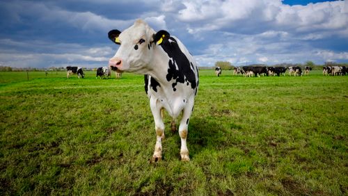 Free Holstein Friesian cow standing in a lush Dutch field under a cloudy sky. Stock Photo