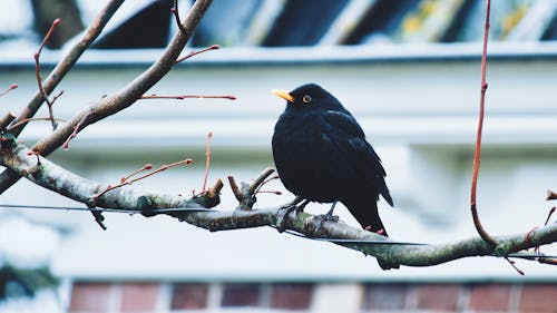 Close-Up Shot of a Black Bird Perched on a Tree Branch