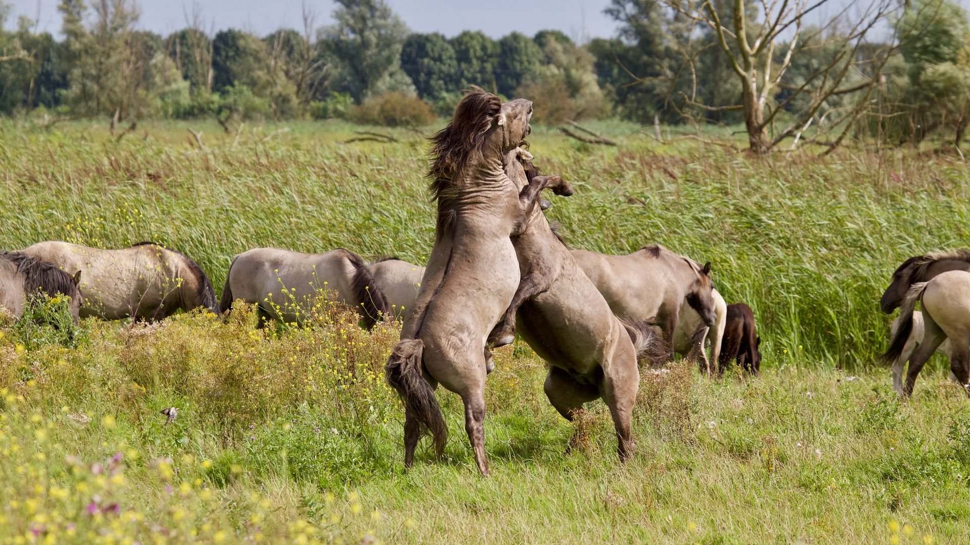Wild horses graze and play in a lush meadow in Amersfoort, Netherlands.