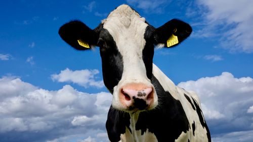 Free A Holstein cow with yellow ear tags stands under a vibrant blue sky with clouds. Stock Photo