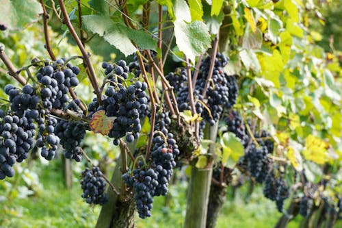 Free Close up of Red Grapes on Vineyard Stock Photo