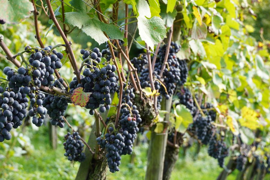 Ripe grape clusters on the vine before harvest