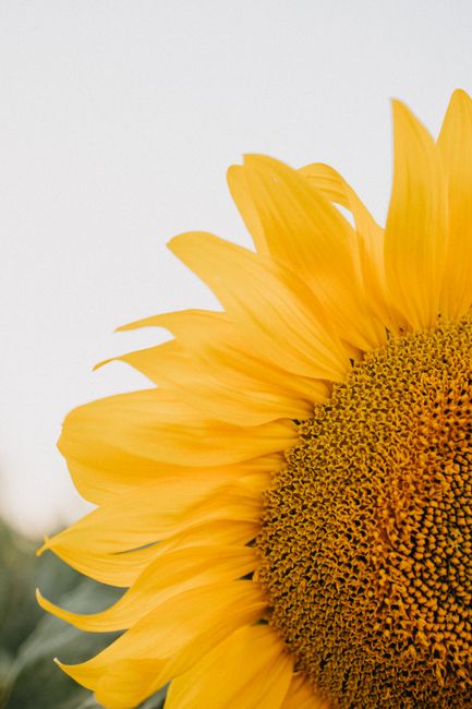 A stunning close-up of a sunflower with bright yellow petals against a soft background.