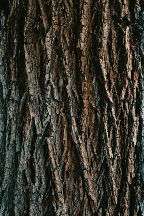 Kostnadsfri bild av bark, närbild, träd logg