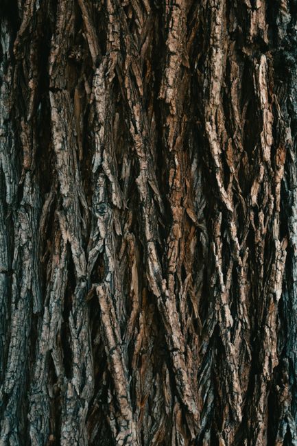Intricate close-up of textured tree bark, showcasing the natural patterns and earthy tones.