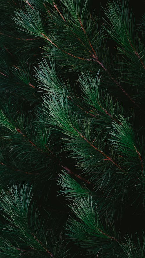 Foto stok gratis cabang, gelap, hijau