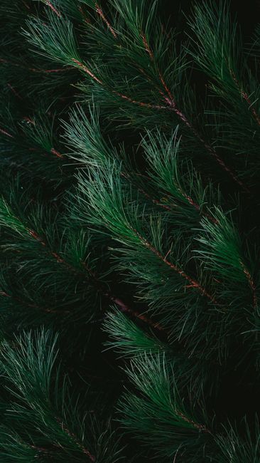 Detailed view of lush green pine branches in a moody, dark ambiance.