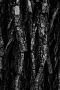 Brown and Black Tree Trunk