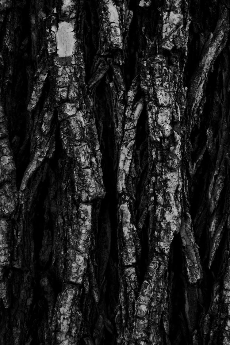 Black Texture Of Burnt Timber