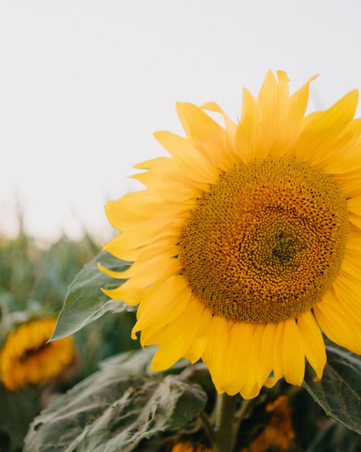 A bright yellow sunflower in full bloom with green leaves in a sunny field.