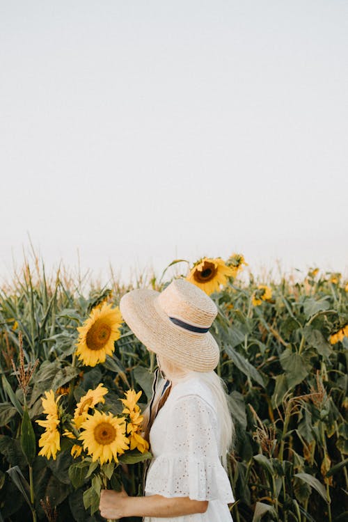 Gratis Foto stok gratis berambut pirang, bidang, bunga matahari Foto Stok