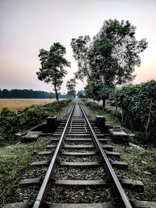 Foto profissional grátis de árvores, estrada de ferro, faixa