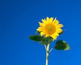 Yellow Sunflower in Bloom