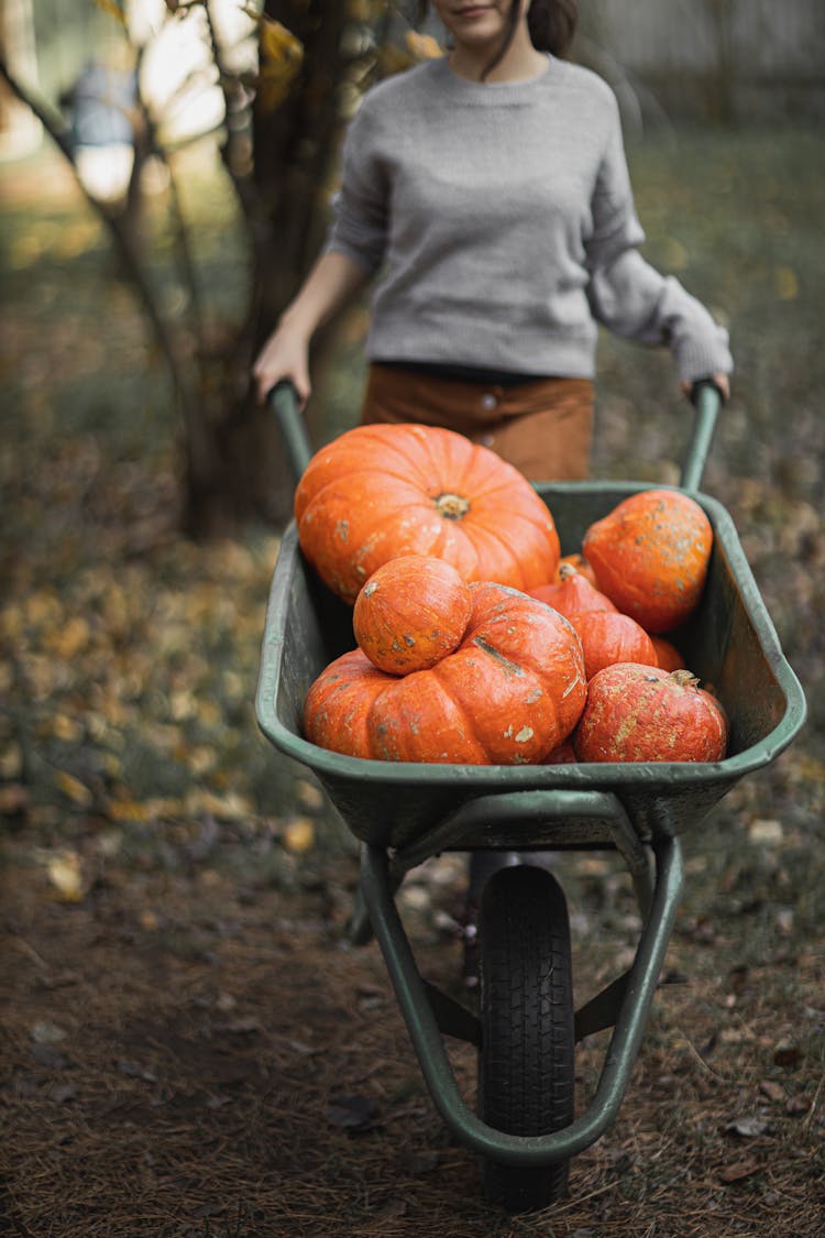 Person In Gray Long Sleeve Shirt Pushing Wheelbarrow With Pumpkins