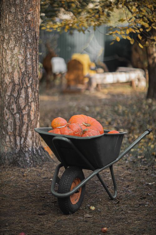 Free A wheelbarrow filled with pumpkins against a fall farm backdrop. Stock Photo