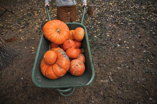Free Colorful pumpkins in a wheelbarrow on a leafy ground, symbolizing autumn harvest season. Stock Photo