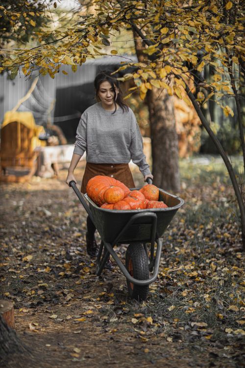 Free A woman joyfully pushes a wheelbarrow full of pumpkins through a vibrant autumn garden. Stock Photo