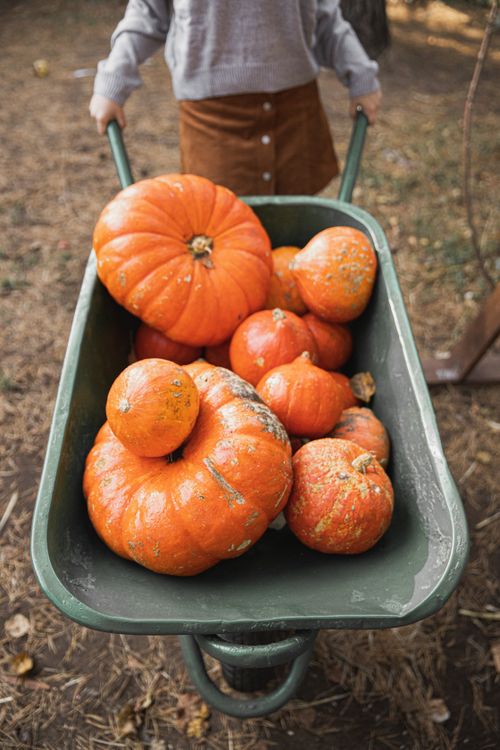 Free Close-up of vibrant pumpkins in a wheelbarrow during fall harvest. Stock Photo