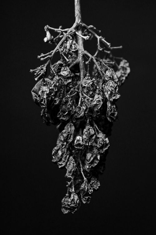 Free Elegant black and white close-up of dried grapes on a twig against a dark background. Stock Photo